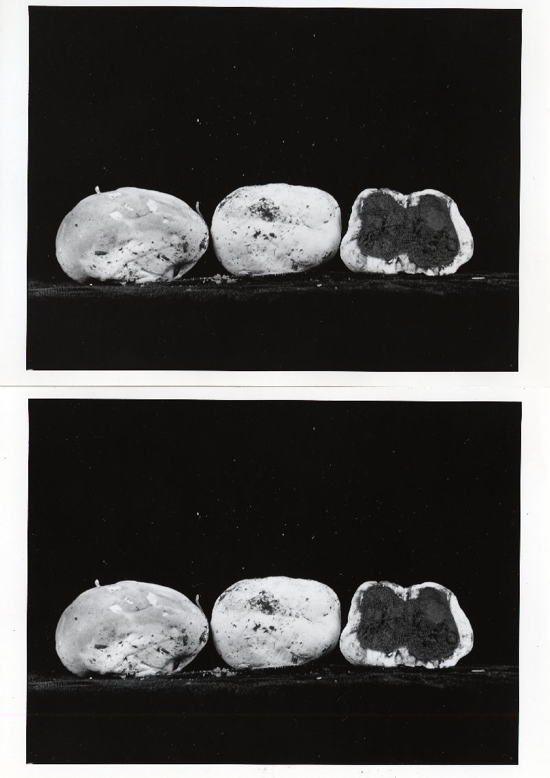 Calvatia fumosa var. idahoensis image