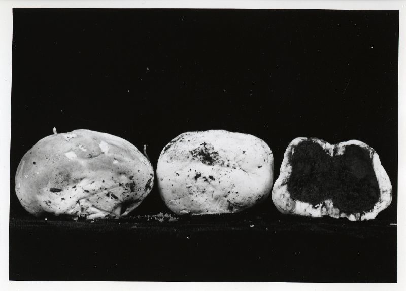 Calvatia fumosa var. idahoensis image