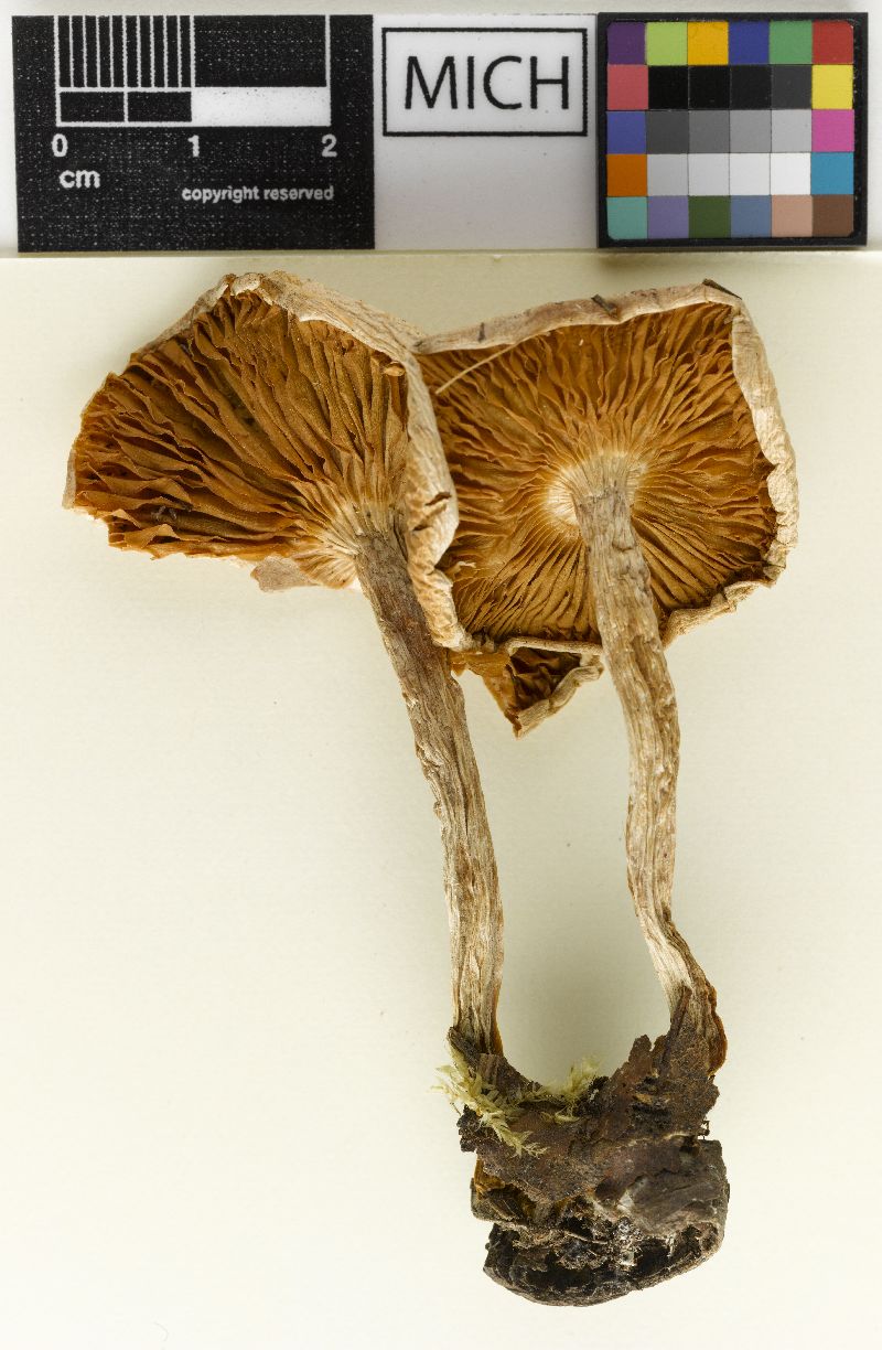Hebeloma latisporum image