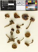 Hebeloma oregonense image