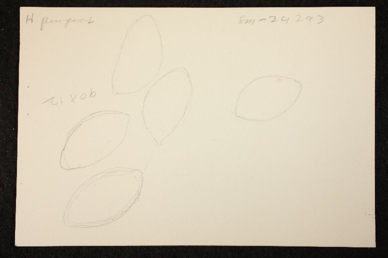 Hebeloma pungens image