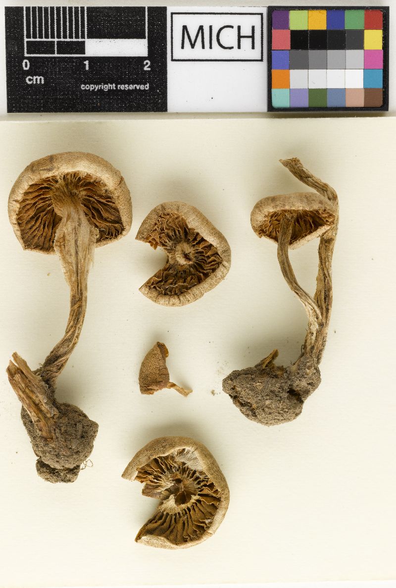 Hebeloma strophosum var. occidentale image