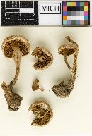 Hebeloma strophosum var. occidentale image