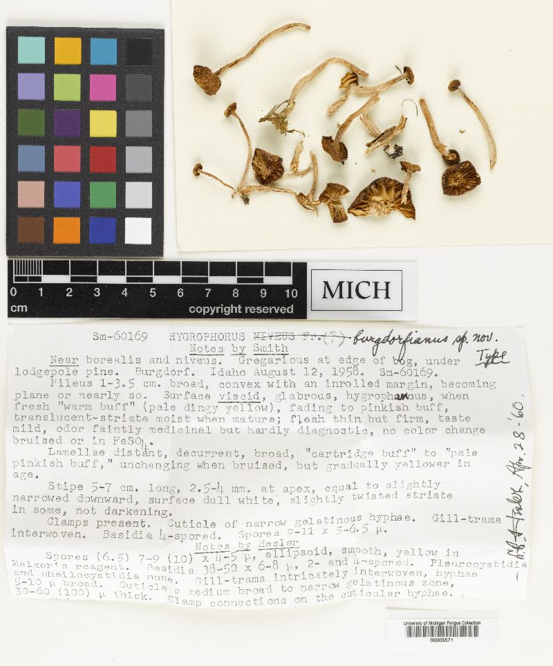 Hygrophorus burgdorfensis image