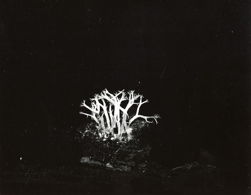 Artomyces divaricatus image