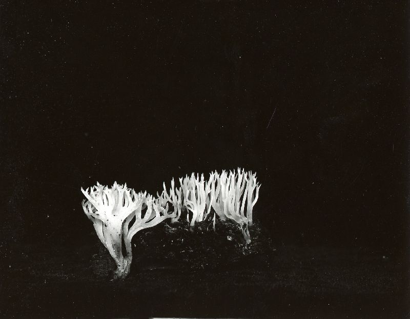 Artomyces divaricatus image
