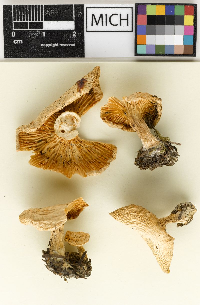 Clitocybe caperata image