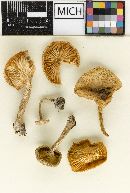 Clitocybe fragrans image