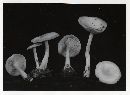 Clitocybe fragrans image