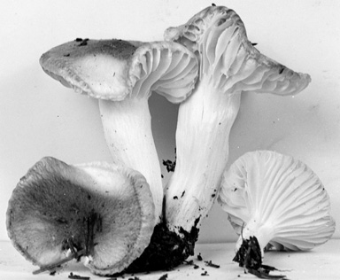 Hygrophorus vinicolor image