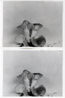 Hygrophorus vinicolor image