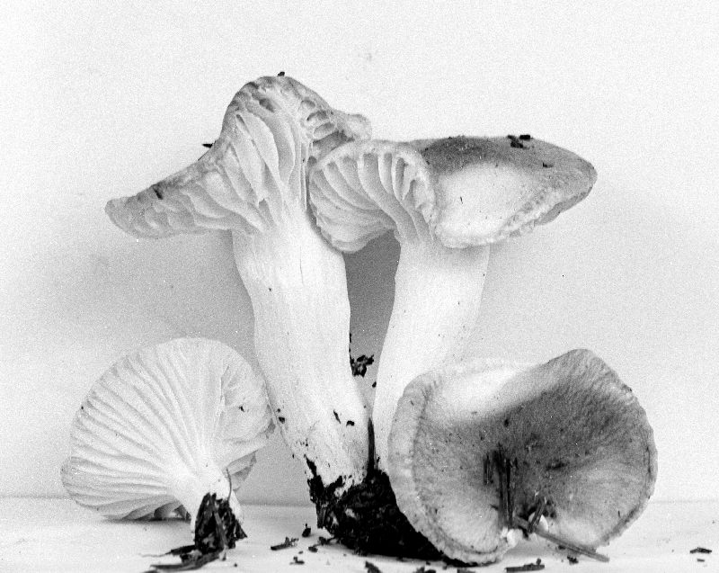 Hygrophorus vinicolor image