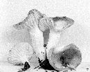 Hygrophorus vinicolor image