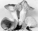 Hygrophorus vinicolor image