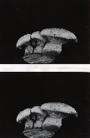 Lentinus ponderosus image