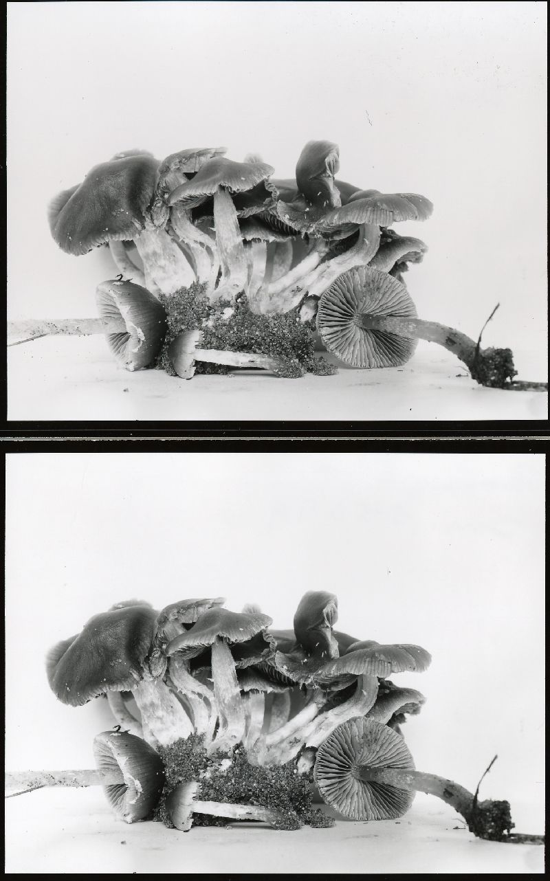 Psathyrella crassulistipes image