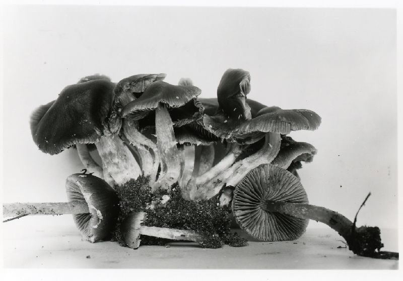 Psathyrella crassulistipes image