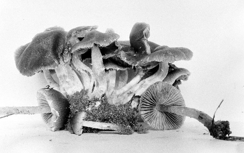 Psathyrella crassulistipes image