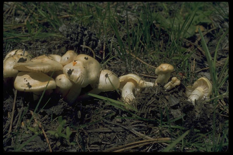 Hygrophorus ellenae image