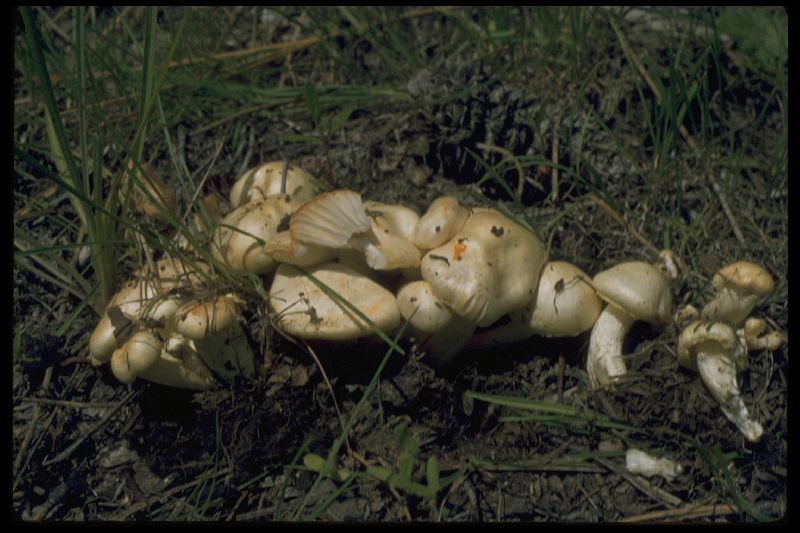 Hygrophorus ellenae image