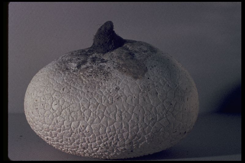 Calvatia owyheensis image