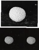 Lycoperdon subcretaceum image