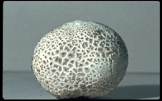 Lycoperdon image