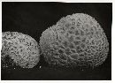 Lycoperdon subcretaceum image