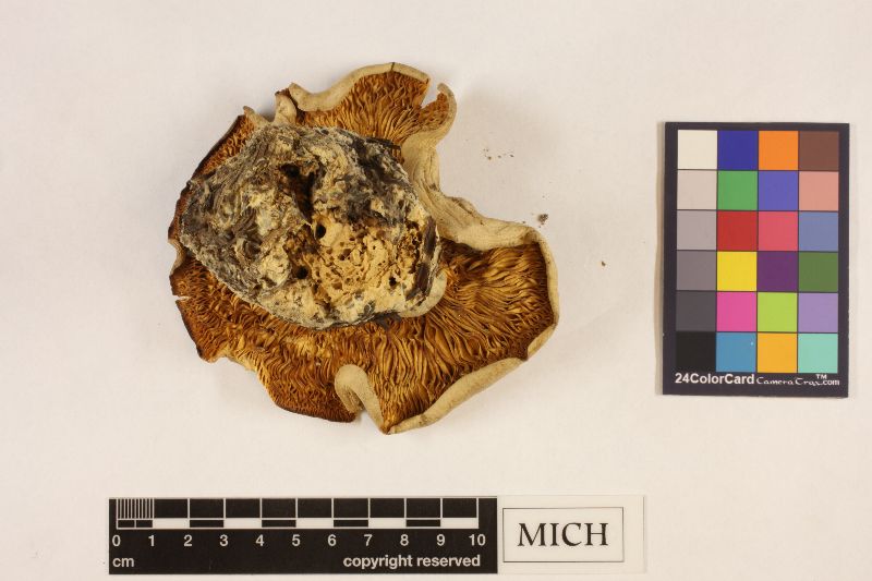 Clitocybe crassa image