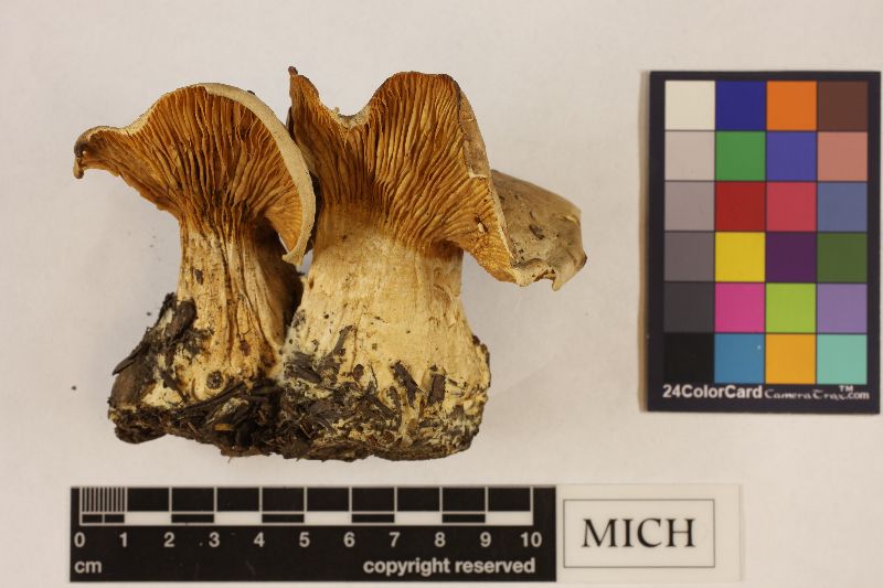 Clitocybe crassa image