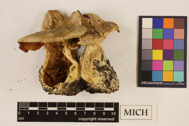Clitocybe crassa image