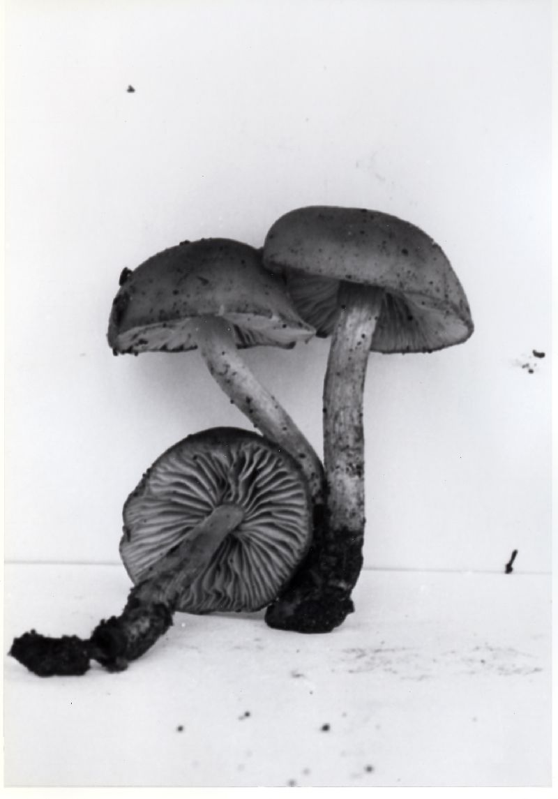Lyophyllum gracile image