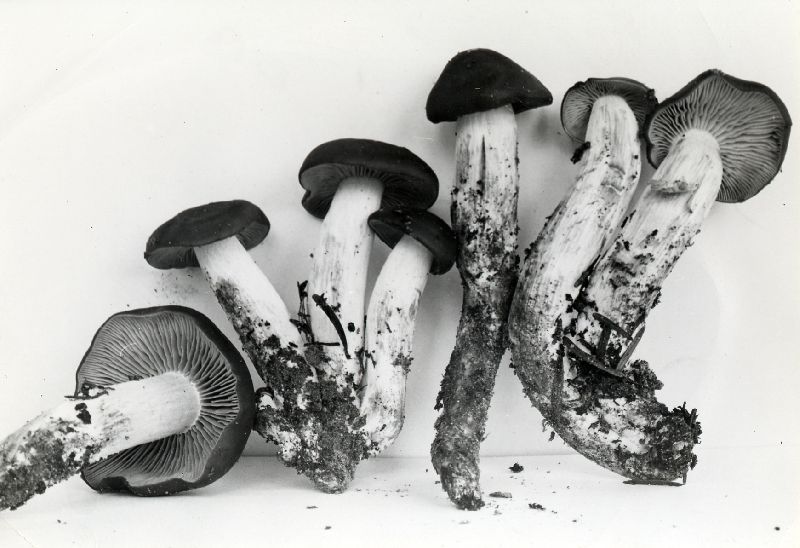 Lyophyllum chamaeleon image