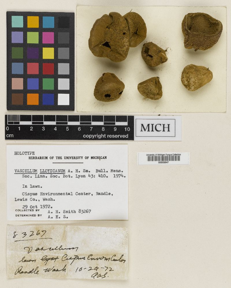 Vascellum lloydianum image