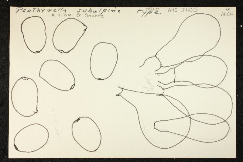 Psathyrella subalpina image