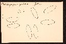 Rhizopogon zelleri image