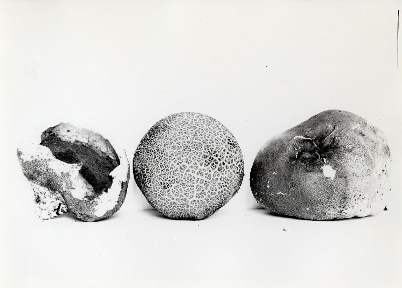 Calvatia fumosa var. fumosa image