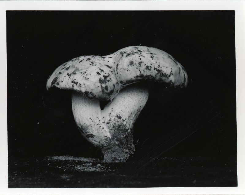 Suillus pallidiceps image