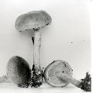 Pholiota humii image