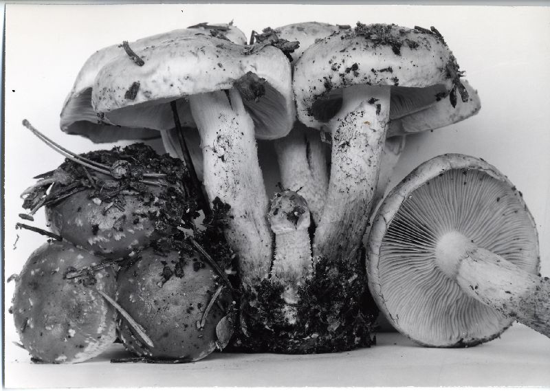 Pholiota sublubrica image