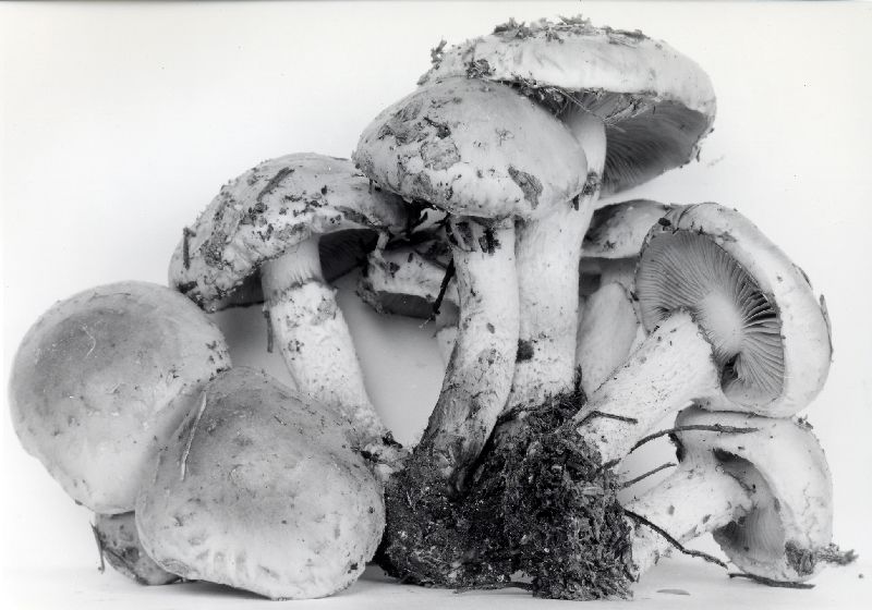 Pholiota sublubrica image