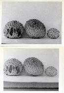 Lycoperdon subcretaceum image