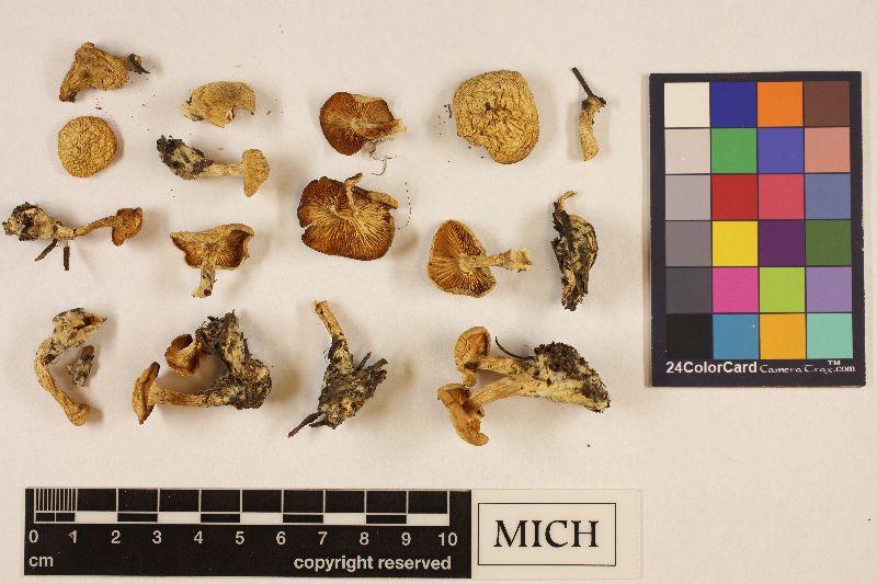 Clitocybe idahoensis image