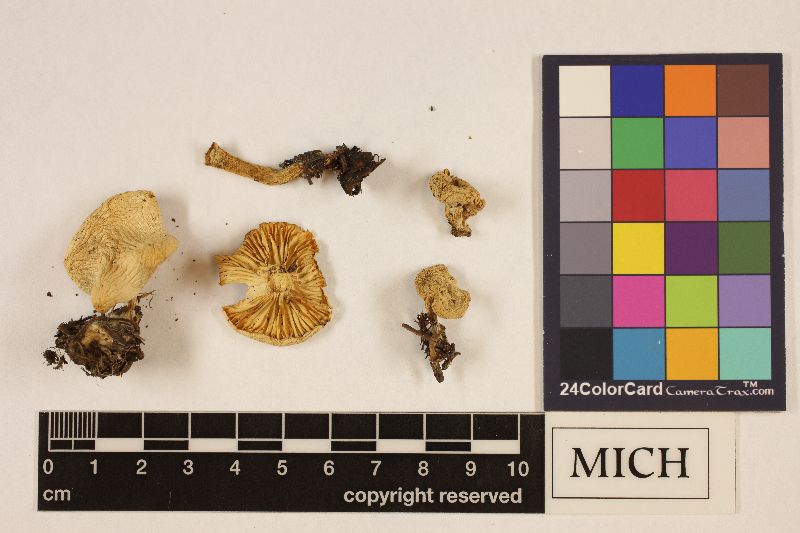 Clitocybe idahoensis image