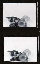 Clitocybe pseudomarginella image