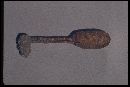 Podaxis pistillaris image