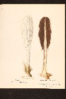 Podaxis pistillaris image