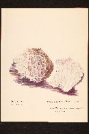 Sphaerosporella brunnea image