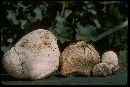 Calvatia booniana image