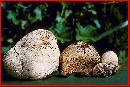 Calvatia booniana image